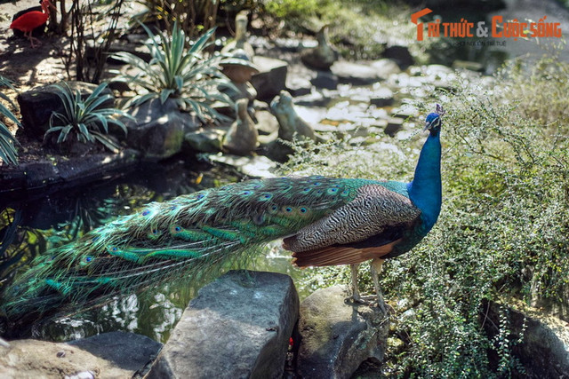 Ngất ngây ngắm vườn chim ở trung tâm Sài Gòn - Hình 6 Ngat ngay ngam vuon chim o trung tam Sai Gon-Hinh-6