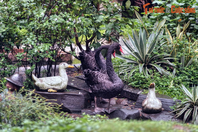 Ngất ngây ngắm vườn chim ở trung tâm Sài Gòn - Hình 13 Ngat ngay ngam vuon chim o trung tam Sai Gon-Hinh-13