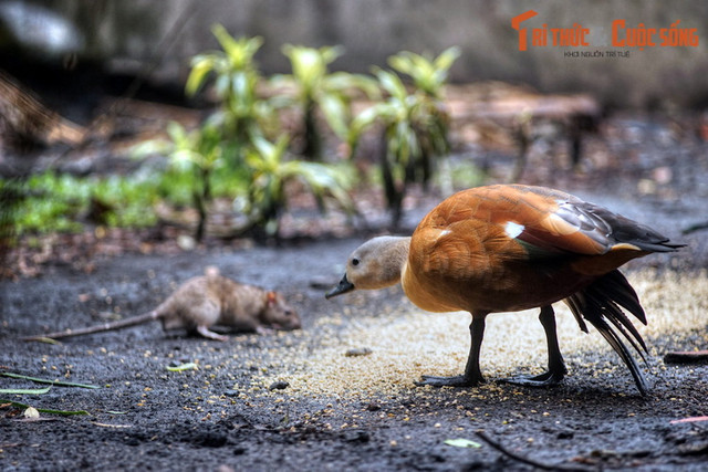 Ngất ngây ngắm vườn chim ở trung tâm Sài Gòn - Hình 11 Ngat ngay ngam vuon chim o trung tam Sai Gon-Hinh-11