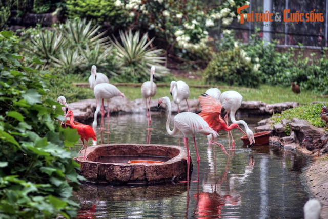 Ngất ngây ngắm vườn chim ở trung tâm Sài Gòn - Hình 4 Ngat ngay ngam vuon chim o trung tam Sai Gon-Hinh-4