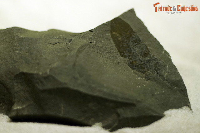 Xem khu rung 23 trieu nam tuoi o Yen Bai-Hinh-3