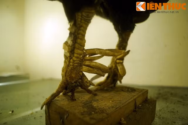 Loat “quai vat” co that nhu buoc ra tu co tich Viet Nam