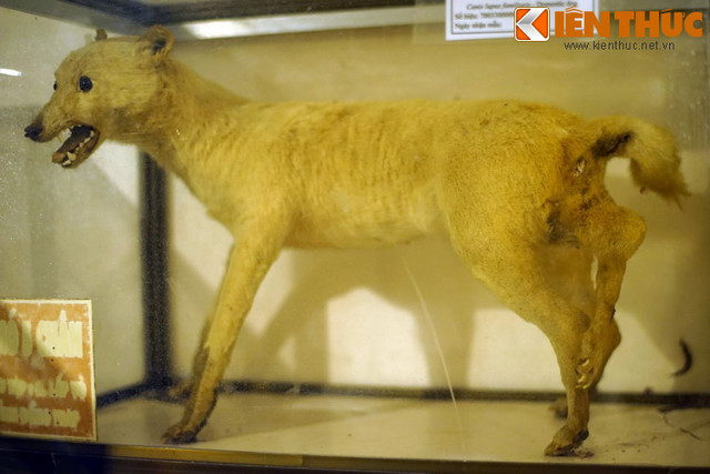 Loat “quai vat” co that nhu buoc ra tu co tich Viet Nam-Hinh-6