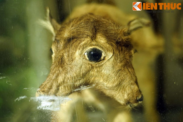 Loat “quai vat” co that nhu buoc ra tu co tich Viet Nam-Hinh-3