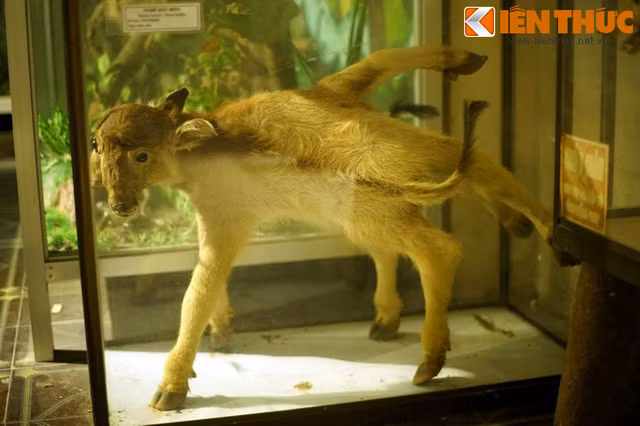 Loat “quai vat” co that nhu buoc ra tu co tich Viet Nam-Hinh-2