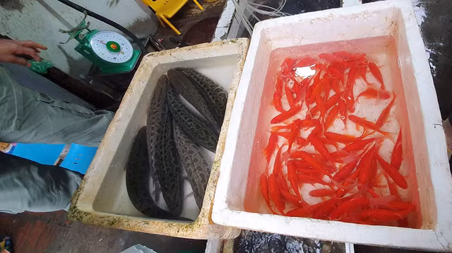 Soi dong thi truong do le ong Cong, ong Tao-Hinh-8