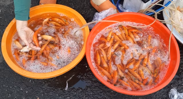 Soi dong thi truong do le ong Cong, ong Tao-Hinh-7