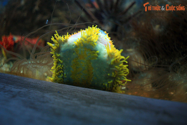 Kham pha “qua tao bien” mau sac sac so o Viet Nam-Hinh-5