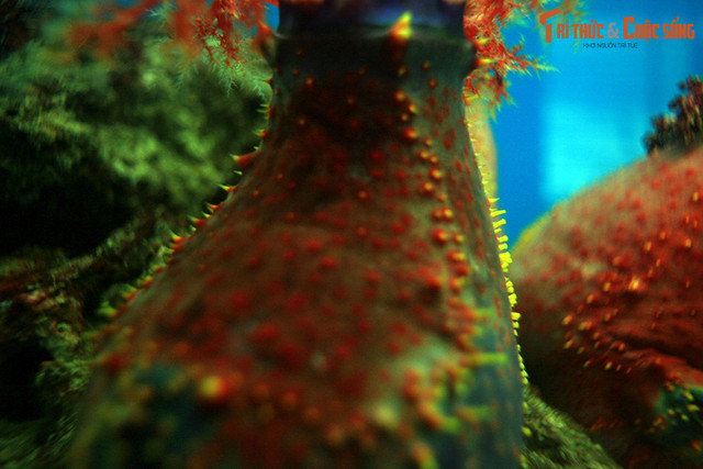 Kham pha “qua tao bien” mau sac sac so o Viet Nam-Hinh-7