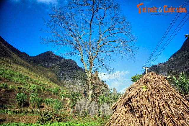 Sức mạnh tâm linh huyền bí của cây thiêng Thài Phìn Tủng - Hình 10 Suc manh tam linh huyen bi cua cay thieng Thai Phin Tung-Hinh-10