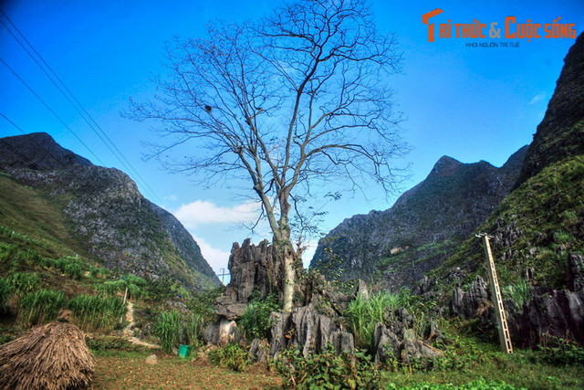 Sức mạnh tâm linh huyền bí của cây thiêng Thài Phìn Tủng - Hình 2 Suc manh tam linh huyen bi cua cay thieng Thai Phin Tung-Hinh-2