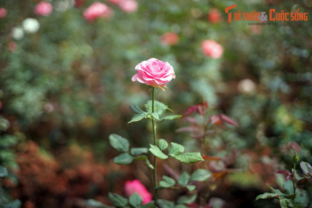 Khám phá bảo tàng về các loài hoa lâu đời, hút khách nhất Đà Lạt - Hình 12 Kham pha bao tang ve cac loai hoa lau doi, hut khach nhat Da Lat-Hinh-12