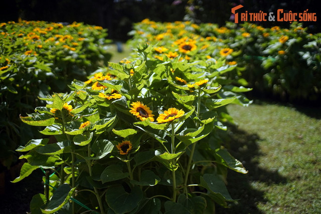 Khám phá bảo tàng về các loài hoa lâu đời, hút khách nhất Đà Lạt - Hình 8 Kham pha bao tang ve cac loai hoa lau doi, hut khach nhat Da Lat-Hinh-8