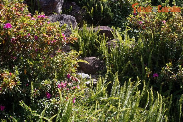 Khám phá bảo tàng về các loài hoa lâu đời, hút khách nhất Đà Lạt - Hình 14 Kham pha bao tang ve cac loai hoa lau doi, hut khach nhat Da Lat-Hinh-14