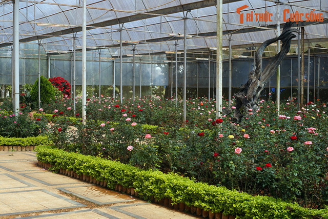 Khám phá bảo tàng về các loài hoa lâu đời, hút khách nhất Đà Lạt - Hình 11 Kham pha bao tang ve cac loai hoa lau doi, hut khach nhat Da Lat-Hinh-11