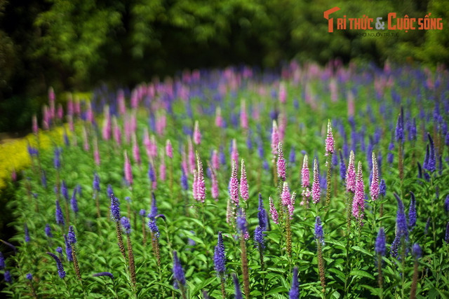 Khám phá bảo tàng về các loài hoa lâu đời, hút khách nhất Đà Lạt - Hình 7 Kham pha bao tang ve cac loai hoa lau doi, hut khach nhat Da Lat-Hinh-7