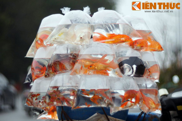 Y nghia dang sau tuc tha ca chep ngay 23 thang Chap-Hinh-9