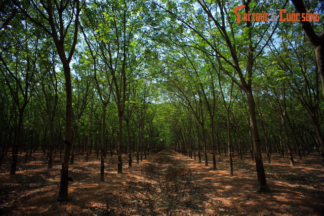 Kham pha canh quan thien nhien an tuong va san vat tru phu o Binh Phuoc-Hinh-7
