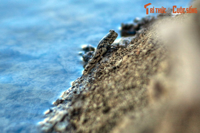 Kham pha nhung dieu thu vi o dao “Rong” canh Vung Tau-Hinh-13