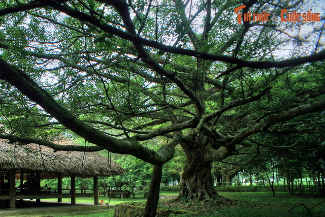 Khám phá nơi ra quyết định Tổng khởi nghĩa trong Cách mạng Tháng Tám 1945 - Hình 8 Kham pha noi ra quyet dinh Tong khoi nghia trong Cach mang Thang Tam 1945-Hinh-8