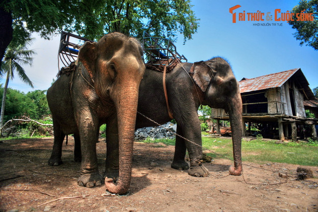Nhìn lại những hình ảnh chỉ còn là dĩ vãng về voi nhà Tây Nguyên - Hình 6 Nhin lai nhung hinh anh chi con la di vang ve voi nha Tay Nguyen-Hinh-6