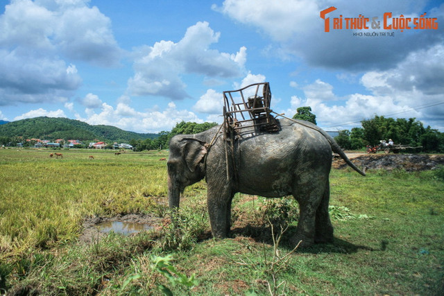 Nhìn lại những hình ảnh chỉ còn là dĩ vãng về voi nhà Tây Nguyên - Hình 12 Nhin lai nhung hinh anh chi con la di vang ve voi nha Tay Nguyen-Hinh-12