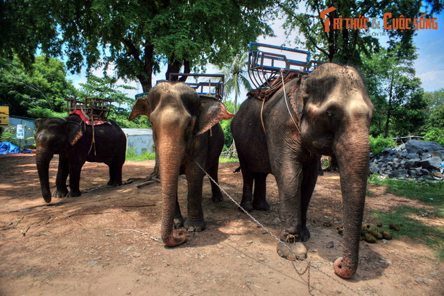 Nhìn lại những hình ảnh chỉ còn là dĩ vãng về voi nhà Tây Nguyên - Hình 5 Nhin lai nhung hinh anh chi con la di vang ve voi nha Tay Nguyen-Hinh-5