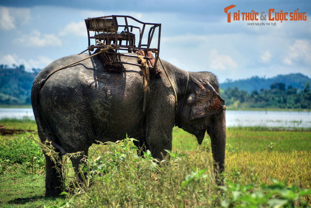Nhìn lại những hình ảnh chỉ còn là dĩ vãng về voi nhà Tây Nguyên - Hình 11 Nhin lai nhung hinh anh chi con la di vang ve voi nha Tay Nguyen-Hinh-11