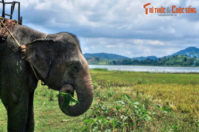 Nhìn lại những hình ảnh chỉ còn là dĩ vãng về voi nhà Tây Nguyên - Hình 10 Nhin lai nhung hinh anh chi con la di vang ve voi nha Tay Nguyen-Hinh-10