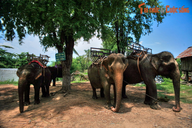 Nhìn lại những hình ảnh chỉ còn là dĩ vãng về voi nhà Tây Nguyên - Hình 3 Nhin lai nhung hinh anh chi con la di vang ve voi nha Tay Nguyen-Hinh-3