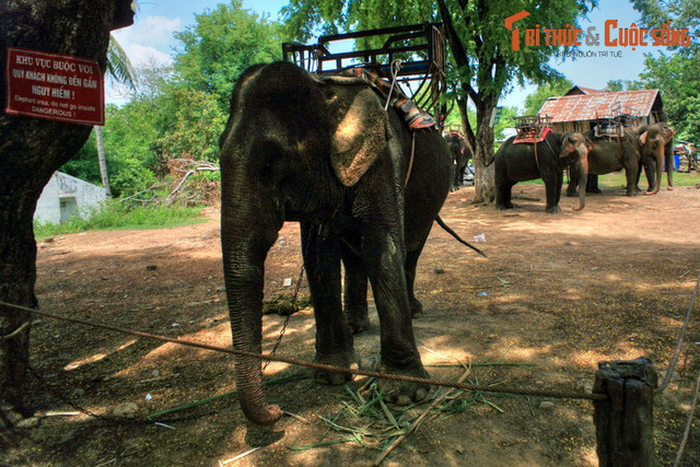 Nhìn lại những hình ảnh chỉ còn là dĩ vãng về voi nhà Tây Nguyên - Hình 4 Nhin lai nhung hinh anh chi con la di vang ve voi nha Tay Nguyen-Hinh-4