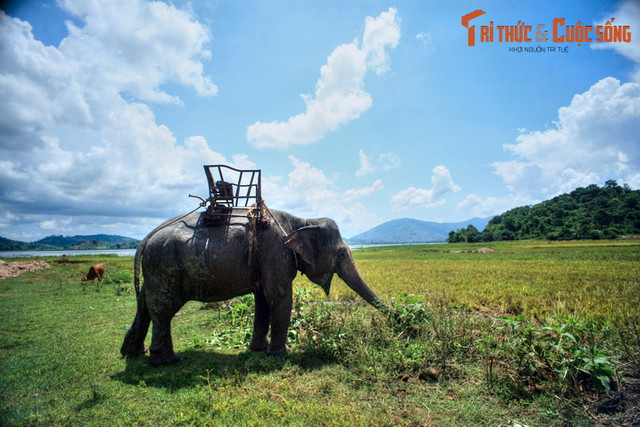 Nhìn lại những hình ảnh chỉ còn là dĩ vãng về voi nhà Tây Nguyên - Hình 9 Nhin lai nhung hinh anh chi con la di vang ve voi nha Tay Nguyen-Hinh-9