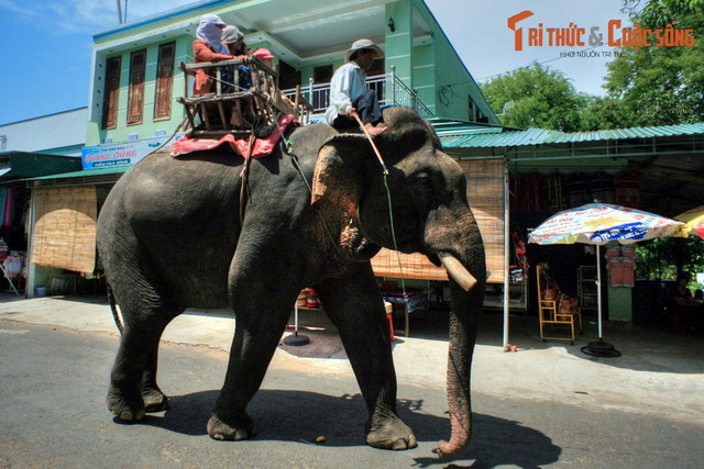 Nhìn lại những hình ảnh chỉ còn là dĩ vãng về voi nhà Tây Nguyên - Hình 7 Nhin lai nhung hinh anh chi con la di vang ve voi nha Tay Nguyen-Hinh-7