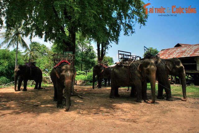 Nhìn lại những hình ảnh chỉ còn là dĩ vãng về voi nhà Tây Nguyên Nhin lai nhung hinh anh chi con la di vang ve voi nha Tay Nguyen