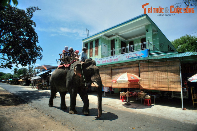 Nhìn lại những hình ảnh chỉ còn là dĩ vãng về voi nhà Tây Nguyên - Hình 2 Nhin lai nhung hinh anh chi con la di vang ve voi nha Tay Nguyen-Hinh-2
