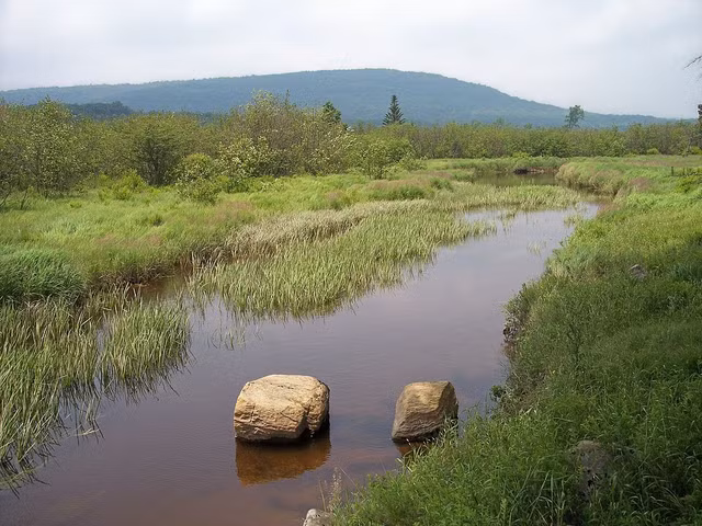 Can canh loai rua cuc hiem cua Viet Nam-Hinh-4