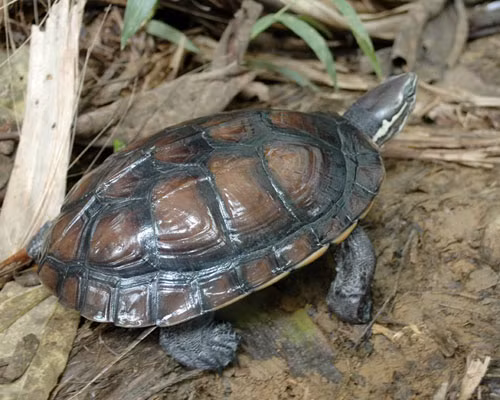 Can canh loai rua cuc hiem cua Viet Nam-Hinh-2