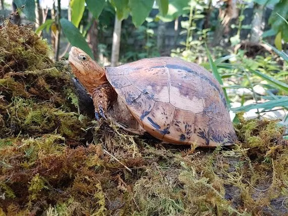 Can canh loai rua cuc hiem cua Viet Nam-Hinh-13