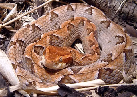 5 loai rac cuc doc, hay bo vao nha can nguoi o Viet Nam-Hinh-3