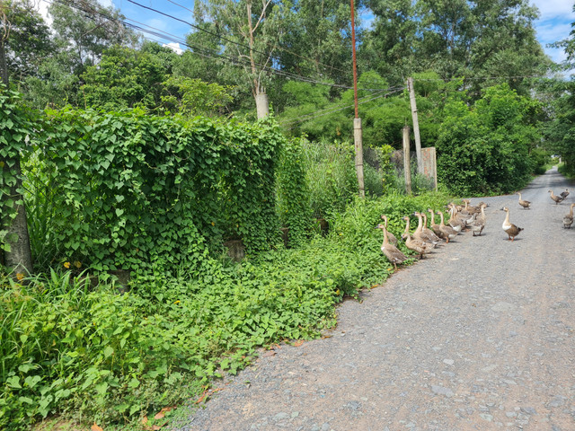 Dong Nai: Can canh Khu cong nghiep Ho Nai hon 2 thap ky van ngon ngang-Hinh-15