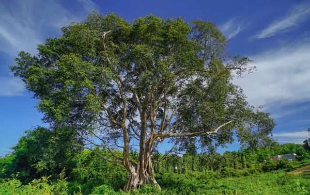 Choang ngop bau vat doc nhat vo nhi o cong vien dia chat Dak Nong-Hinh-11