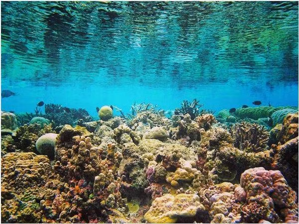 Ngam “kho bau” vo gia o vuon quoc gia Nui Chua-Hinh-4