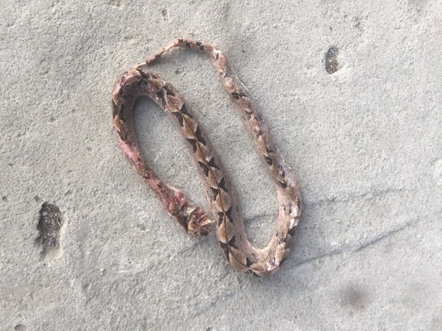 5 loai rac cuc doc, hay bo vao nha can nguoi o Viet Nam-Hinh-4