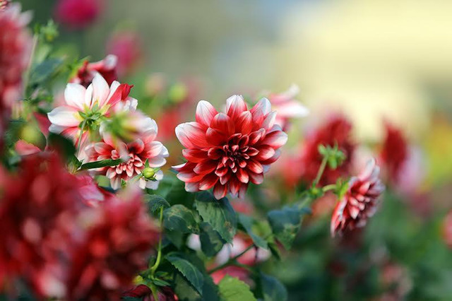 Thiền Sư Thích Nhất Hạnh dạy gì trong cuốn 'Hạnh phúc cầm tay'? - Hình 7 Thien Su Thich Nhat Hanh day gi trong cuon 'Hanh phuc cam tay'?-Hinh-7