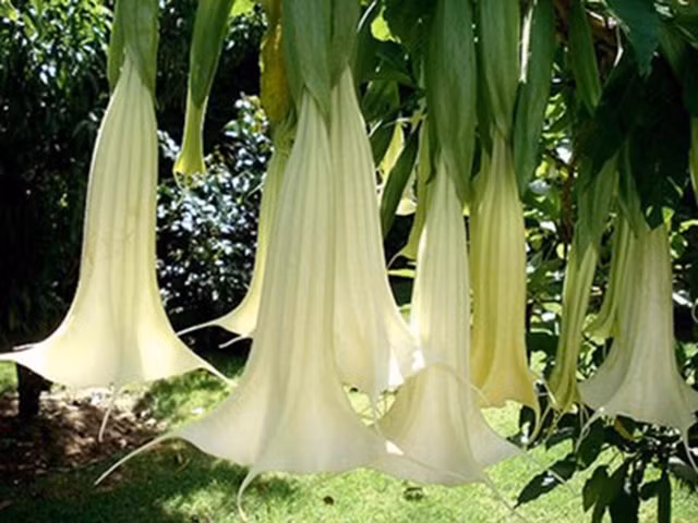 Nhung loai hoa dep ruc ro nhung day chat kich doc chet nguoi