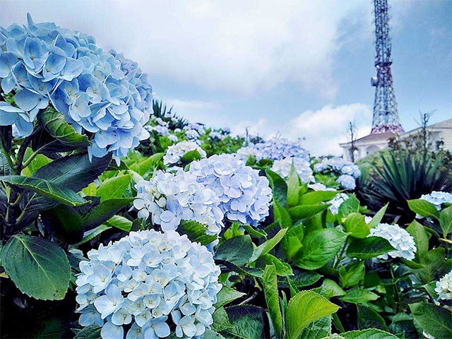 Những loài hoa đẹp rực rỡ nhưng đầy chất kịch độc chết người - Hình 4 Nhung loai hoa dep ruc ro nhung day chat kich doc chet nguoi-Hinh-4