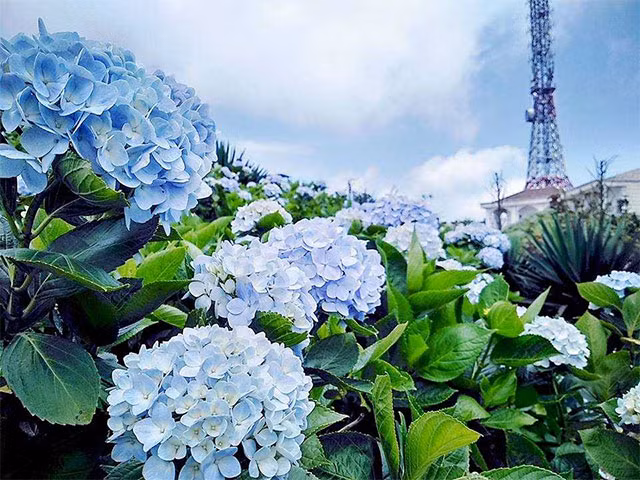 Nhung loai hoa dep ruc ro nhung day chat kich doc chet nguoi-Hinh-4