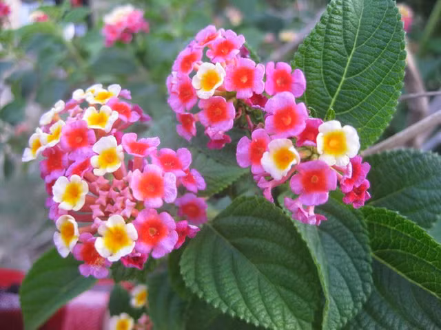 Nhung loai hoa dep ruc ro nhung day chat kich doc chet nguoi-Hinh-8