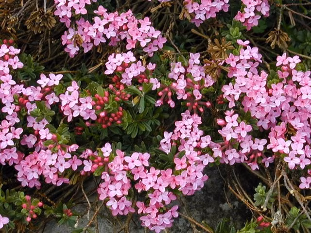 Nhung loai hoa dep ruc ro nhung day chat kich doc chet nguoi-Hinh-6