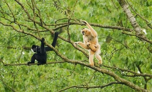 Tận mục kho báu hiếm có ở Công viên địa chất Non nước Cao Bằng - Hình 8 Tan muc kho bau hiem co o Cong vien dia chat Non nuoc Cao Bang-Hinh-8